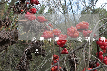 還逾期日期-還逾期日期包括當(dāng)天嗎