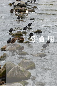 還逾期貸款-還逾期貸款怎么還