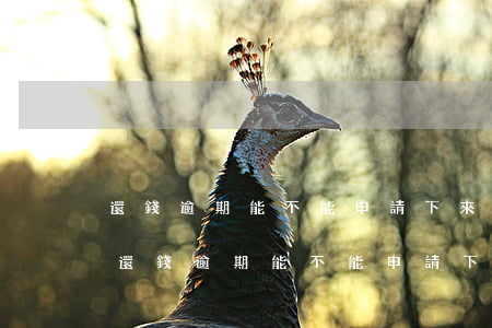 還錢逾期能不能申請下來公務(wù)卡-還錢逾期能不能申請下來公務(wù)卡呢