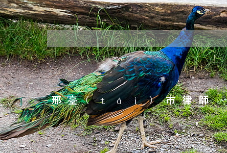 邢臺(tái)市律師