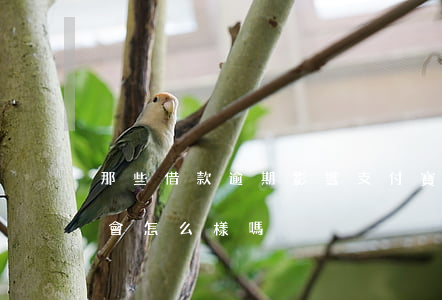那些借款逾期影響支付寶(支付寶借唄逾期了會怎么樣嗎)