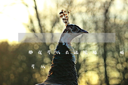 那我可以去法院起訴離婚嗎(直接去法院離婚可以嗎?)
