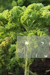 那種7天網(wǎng)貸不還怎么樣(七天網(wǎng)貸平臺(tái)有哪些)