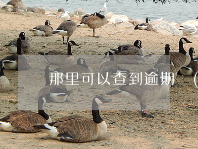 那里可以查到逾期網(wǎng)貸