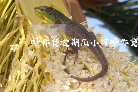 邮你贷逾期几小时(邮你贷逾期几小时)