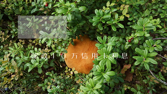 邮政10万信用卡利息