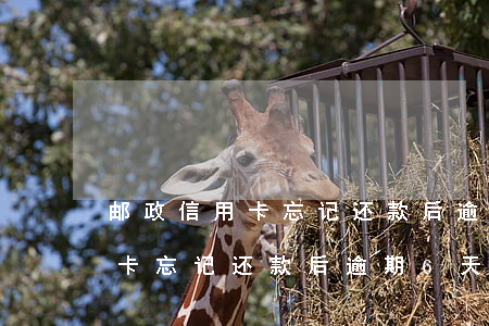 邮政信用卡忘记还款后逾期6天-邮政信用卡忘记还款后逾期6天怎么办