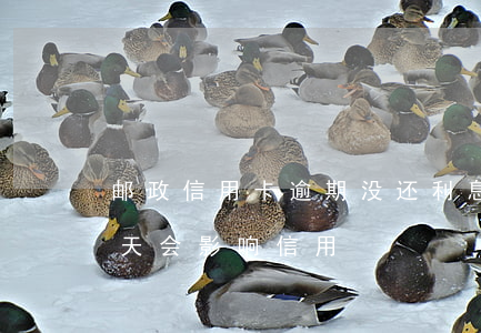 邮政信用卡逾期没还利息(邮政信用卡逾期几天会影响信用)