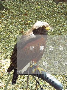 邯鄲冀南新區(qū)駕駛證審驗(yàn)逾期人員(邯鄲市駕駛證年審地方)