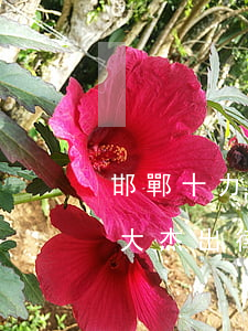 邯鄲十力律師事務(wù)所怎么樣(邯鄲十大杰出律師)