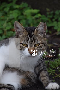 邻水房屋出租(邻水房屋出租二室一厅)