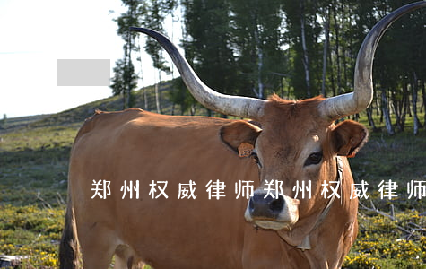 郑州权威律师(郑州权威律师事务所)
