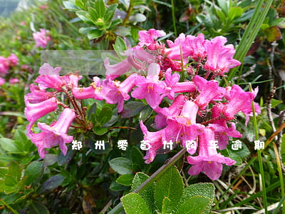 郑州零首付购车逾期