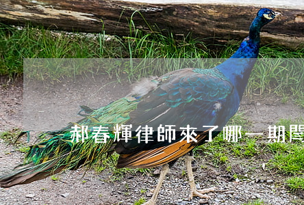 郝春輝律師來了哪一期(閆鵬和律師)