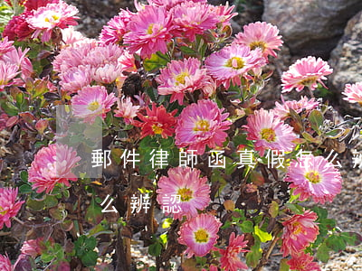 郵件律師函真假怎么辨認(郵件律師函真假怎么辨認)