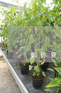 郵你貸逾期5天(郵你貸逾期了四天還完了)