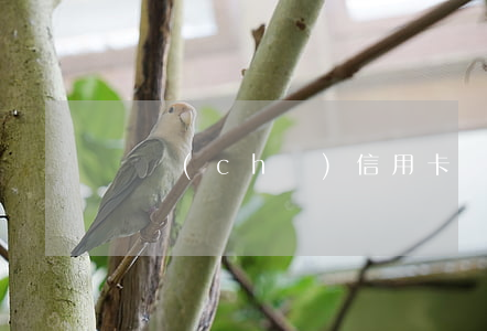 郵儲(chǔ)信用卡丟了逾期