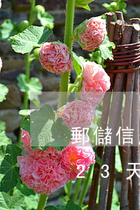 郵儲信用卡逾期23天還款（郵儲信用卡逾期23天）