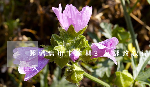 郵儲信用卡逾期3萬 郵政銀行貸款逾期了3天