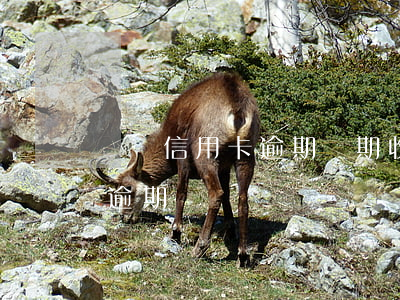 郵儲信用卡逾期兩期(收到短信說郵政信用卡逾期)