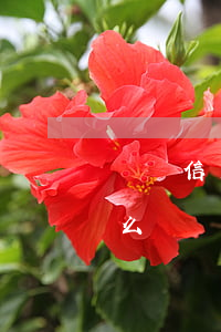 郵儲信用卡逾期怎樣消除(郵政信用卡逾期怎么辦)