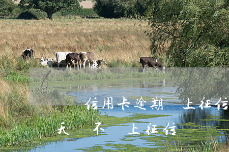 郵儲信用卡逾期會上征信嗎(郵政銀行逾期一天會不會上征信)