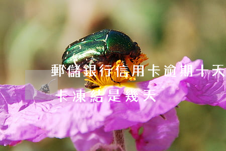 郵儲銀行信用卡逾期十天會封卡嗎(郵儲銀行卡凍結是幾天)