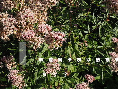 郵政信用卡可以透支多少(郵政信用卡怎么該還多少了)