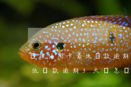郵政信用卡最低還款逾期3天(郵政信用卡最低還款逾期3天會怎樣)
