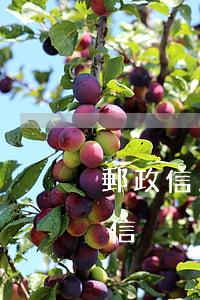 郵政信用卡有逾期嗎(郵政銀行逾期多久上征信)