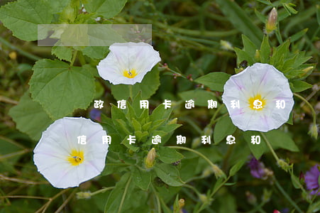 郵政信用卡逾期利息和滯納金怎么算-郵政信用卡逾期利息和滯納金怎么算出來的