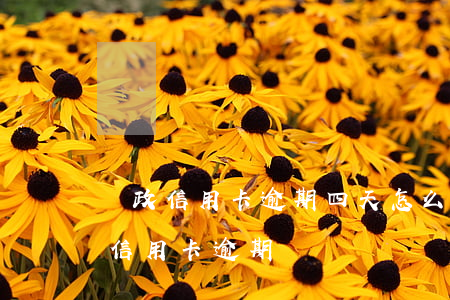 郵政信用卡逾期四天怎么辦(收到短信說郵政信用卡逾期)