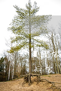 郵政信用卡逾期征信(郵政銀行卡逾期多久上征信)