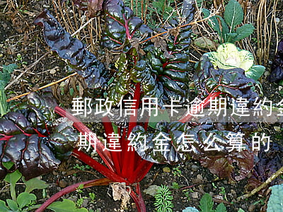 郵政信用卡逾期違約金怎么算 郵政信用卡逾期違約金怎么算的
