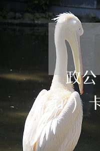 郵政公務(wù)卡逾期還款(郵政公務(wù)卡還款能逾期幾天)