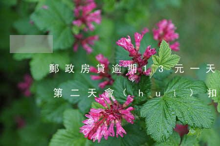 郵政房貸逾期13元一天(郵政房貸逾期一天第二天會(huì)扣款么)