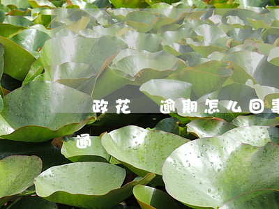 郵政花唄逾期怎么回事(郵儲花唄銀行審核不通過)
