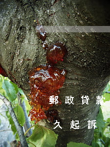 郵政貸款5年逾期6次(郵政銀行貸款逾期多久起訴)