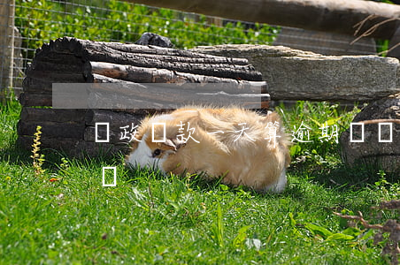 郵政貸款一天算逾期嗎(郵政貸款一天算逾期嗎)