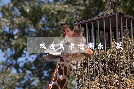 郵政透支卡逾期未還款嗎(郵政銀行卡能透支嗎)