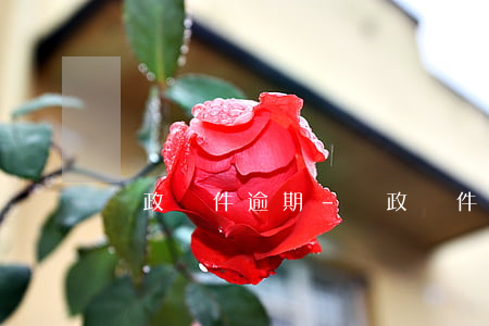 郵政郵件逾期-郵政郵件逾期怎么處理