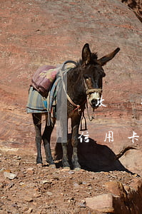 郵政銀行信用卡欠了4萬5千多-郵政銀行信用卡欠了4萬5千多怎么辦