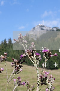 郵政銀行信用卡透支幾個月(郵政儲蓄銀行的信用卡一般申請多久通過)