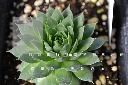 郵政銀行貸款逾期三天(在郵政銀行貸款到期,晚還款一天是否逾期)