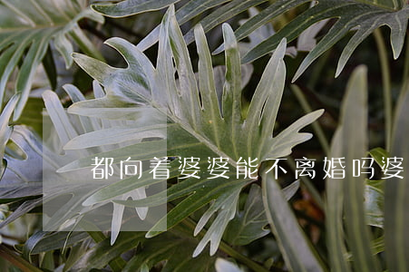 都向着婆婆能不离婚吗(婆婆让离婚)