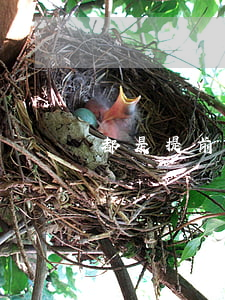 都是提前還款借唄卻沒(méi)有額度了-