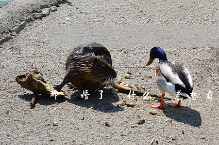 都離婚了為什么還老想看孩子