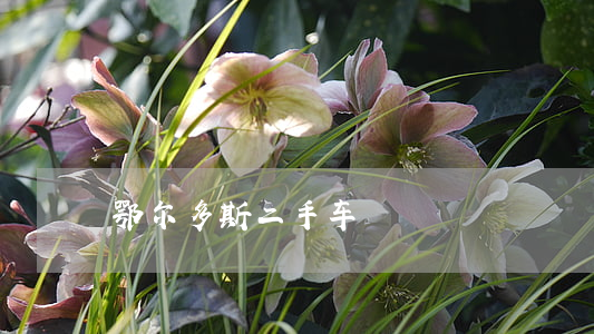 鄂尔多斯二手车