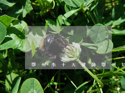 鄂州市十大律師(鄂州知名律師)
