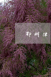 鄂州律師名錄(鄂州知名律師)